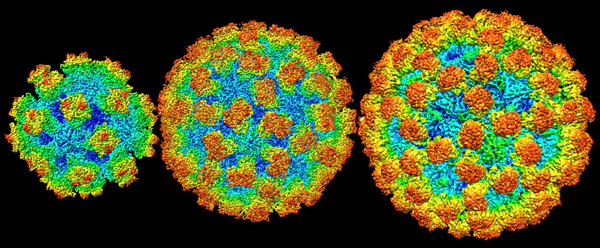 Microscopic Norovirus